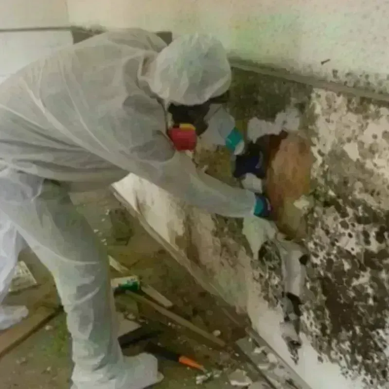 Mold Remediation and Removal in Isle of Hope, GA